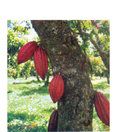 Es muy frecuente que las flores y frutos se forman en los troncos de los árboles, como ocurre en el cacao